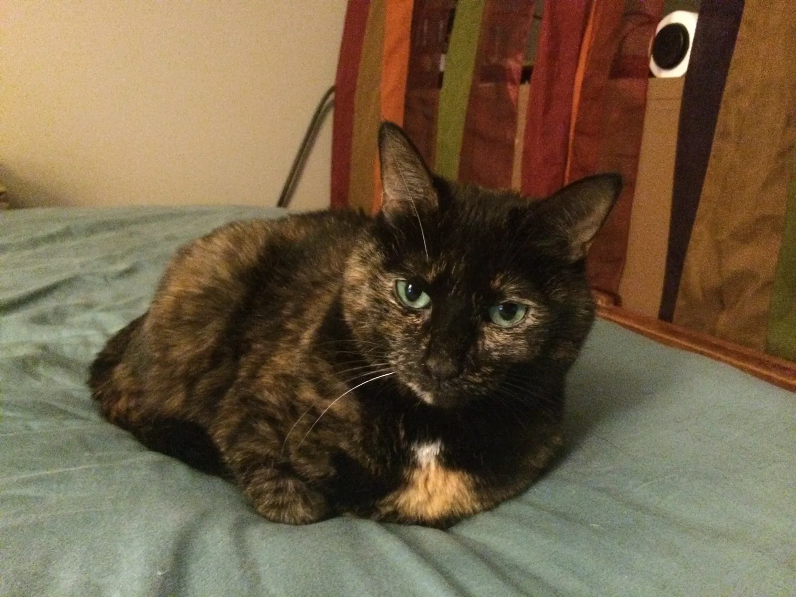 Lost cat in Greensboro, NC, 27403
