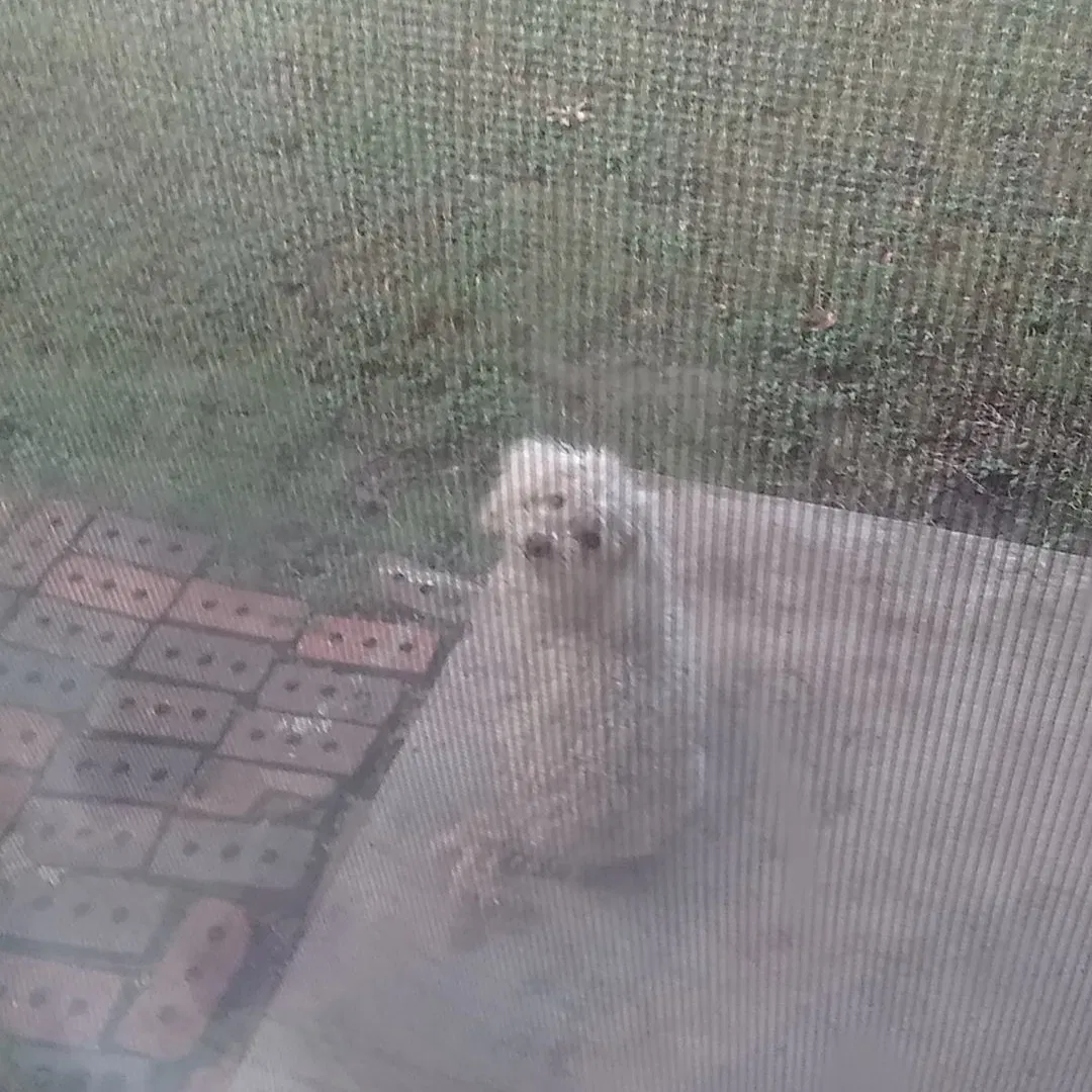Lost dog in Dallas, TX, 75217