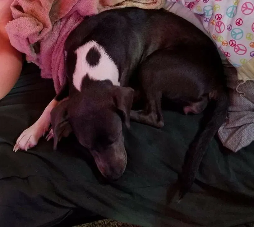 Lost dog in Modesto, CA, 95351