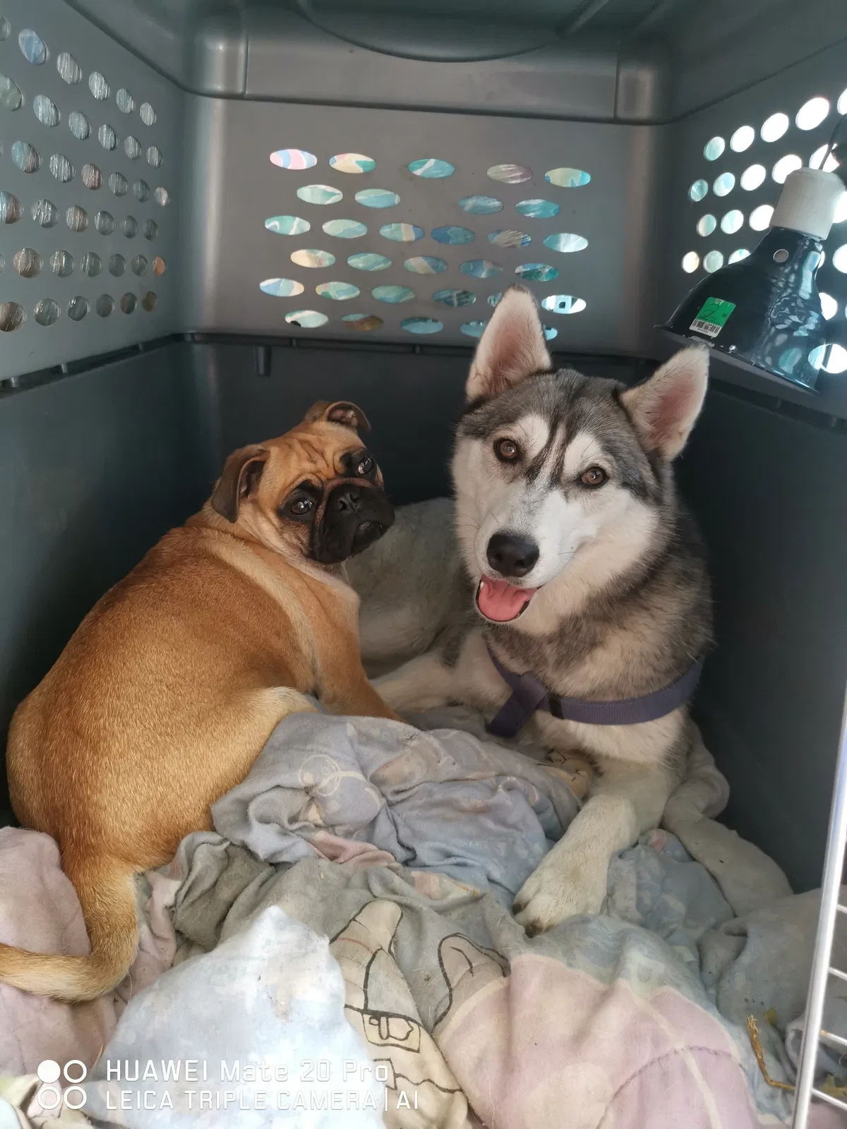 Lost dog in Denver, CO, 80219
