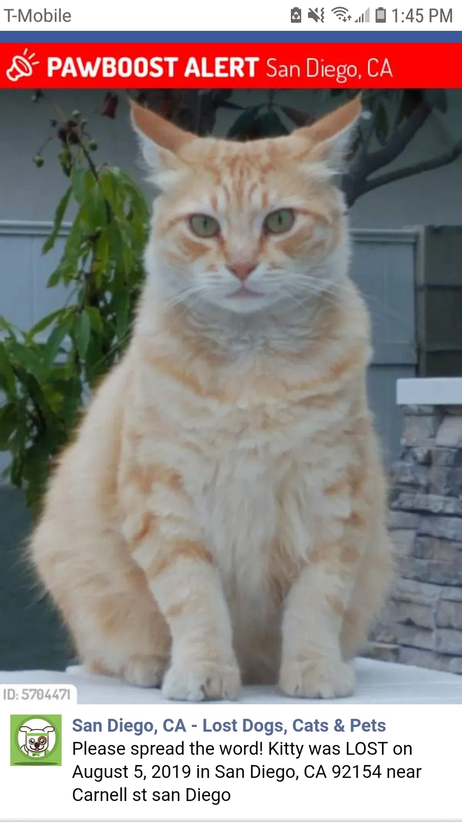 Lost cat in San Diego, CA, 92154