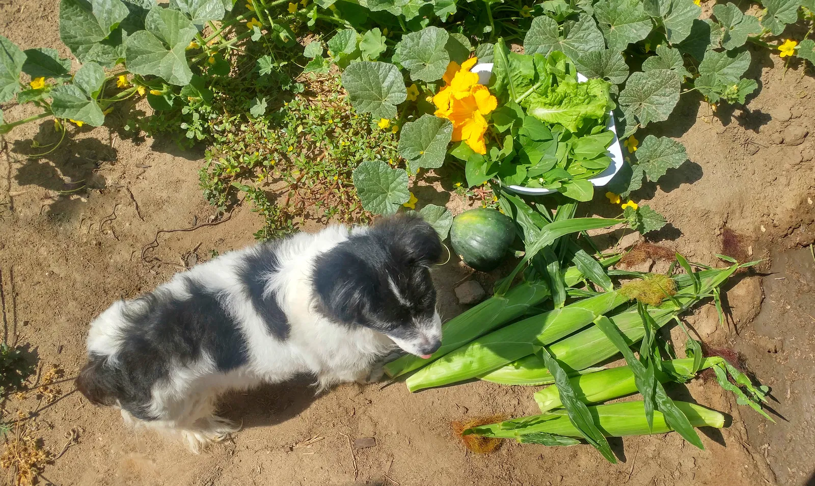 Lost dog in Bakersfield, CA, 93312
