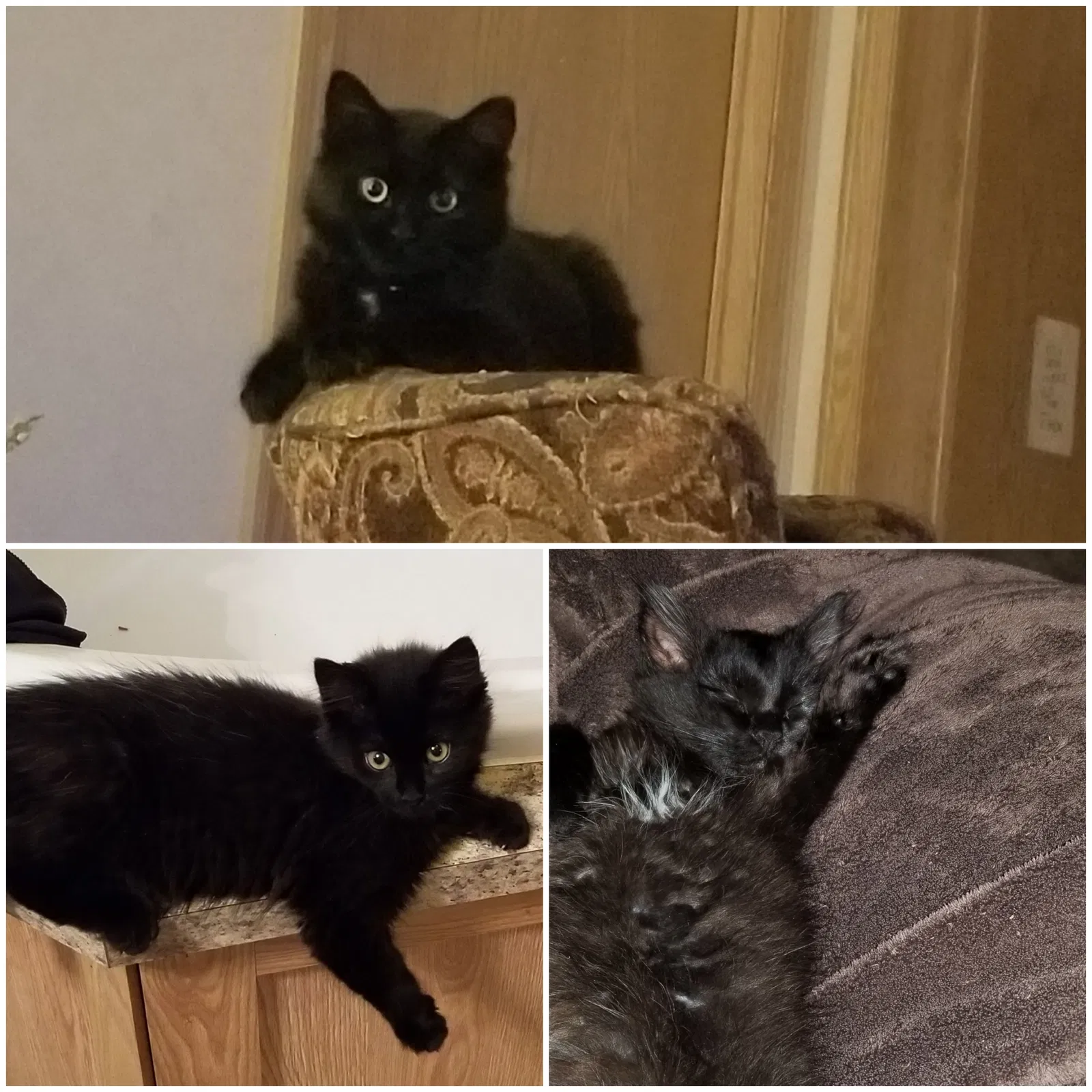 Lost cat in Saratoga Springs, NY, 12866
