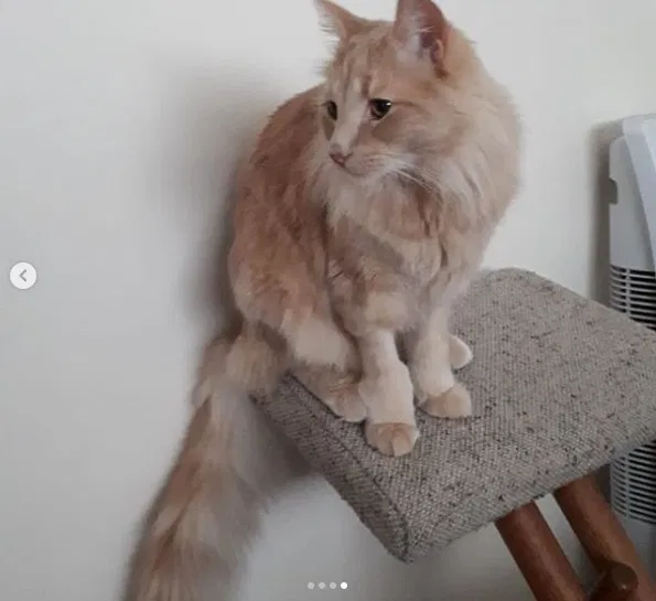 Lost cat in Unknown, CA, 0