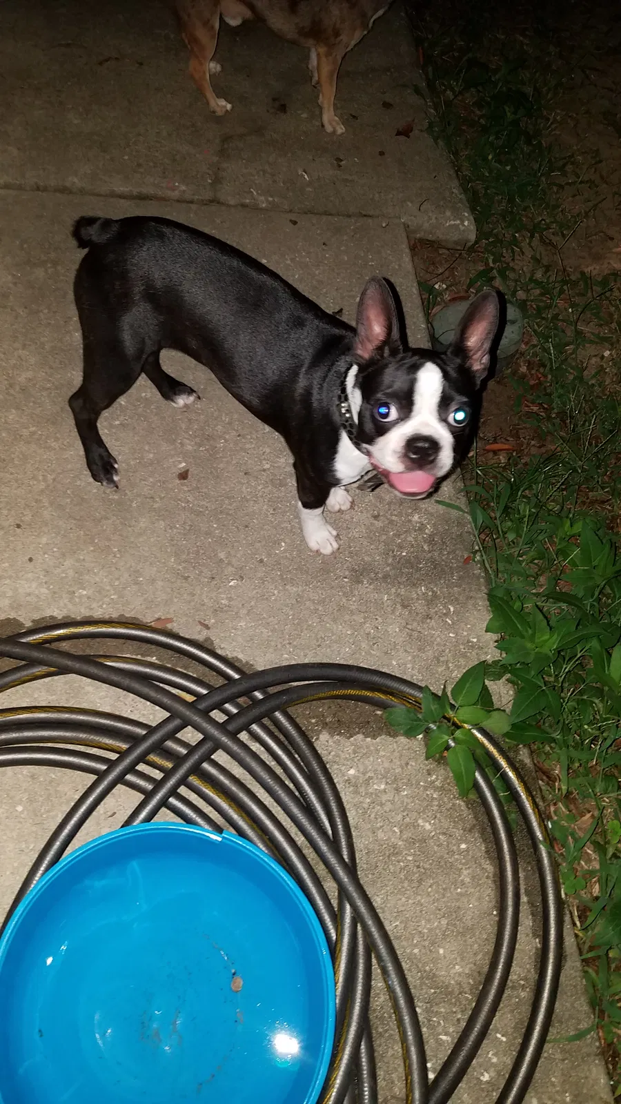Lost dog in Eustis, FL, 32726