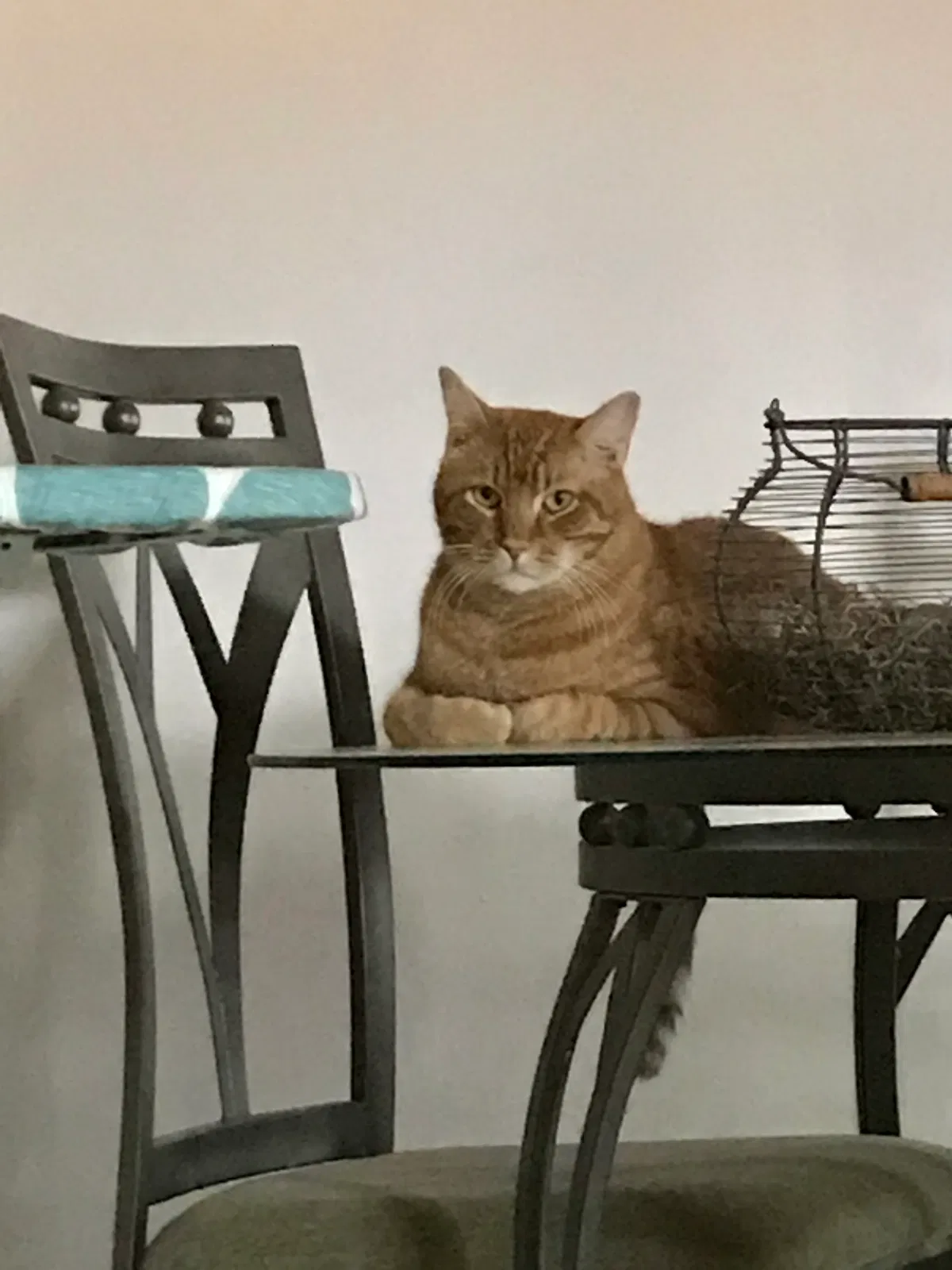 Lost cat in Mesa, AZ, 85203