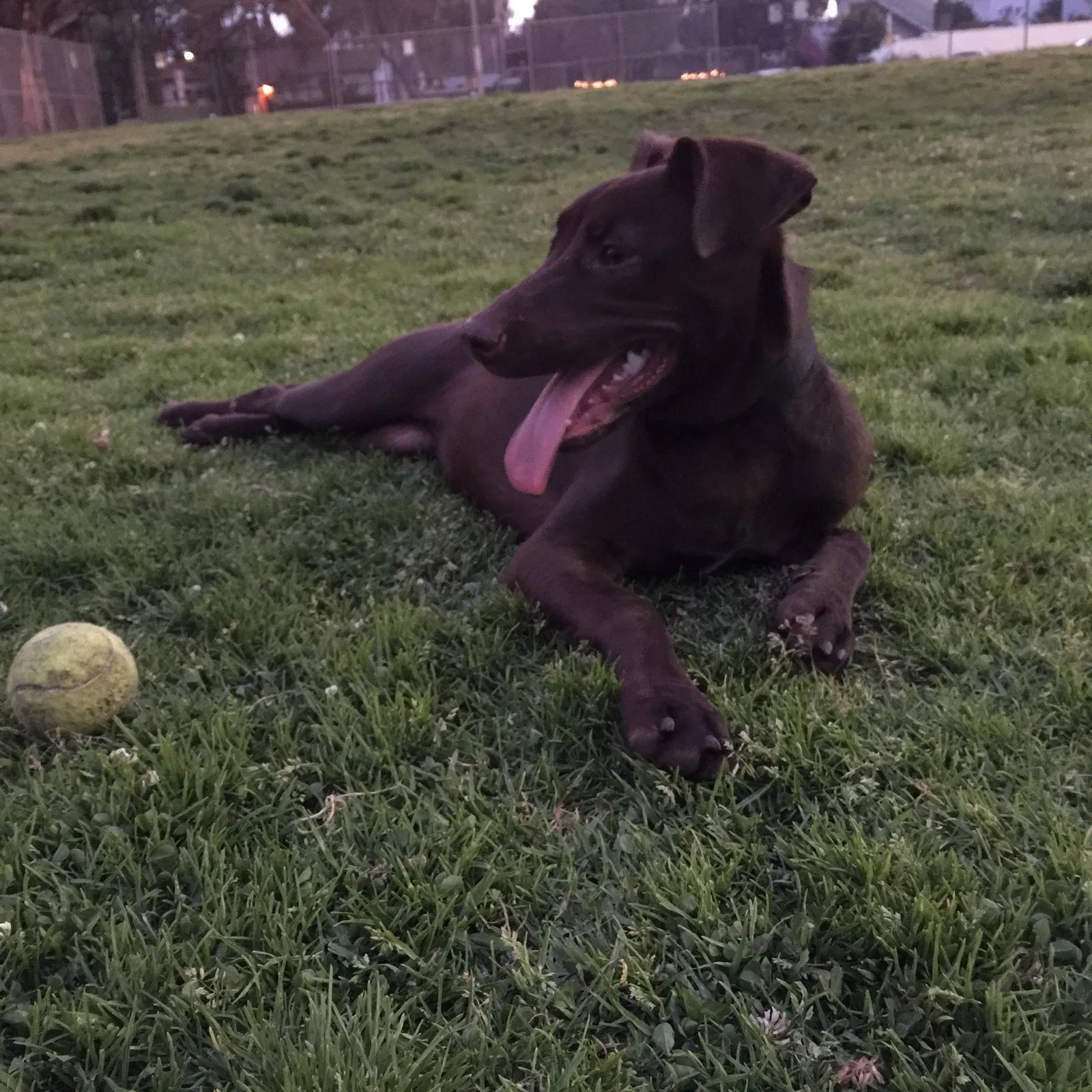 Lost dog in Venice, CA, 90291