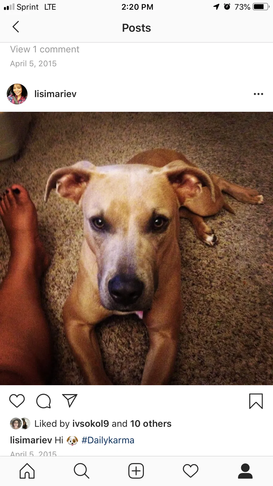 Lost dog in Kissimmee, FL, 34743