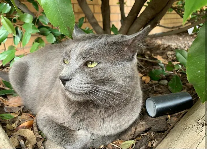 Lost cat in Albuquerque, NM, 87123