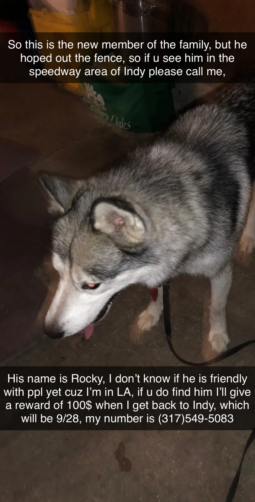 Lost dog in Indianapolis, IN, 46224