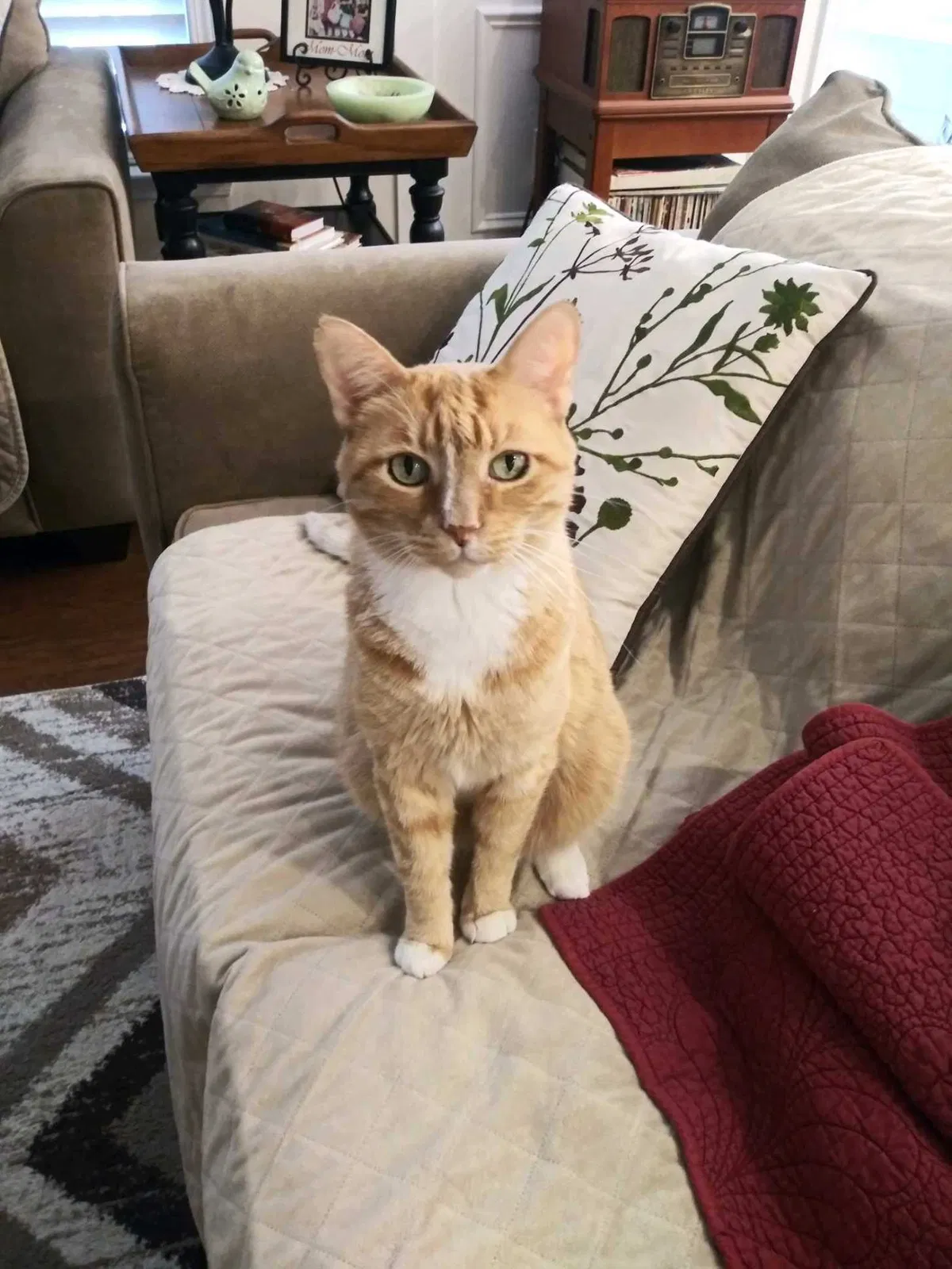 Lost cat in Woodstock, GA, 30188