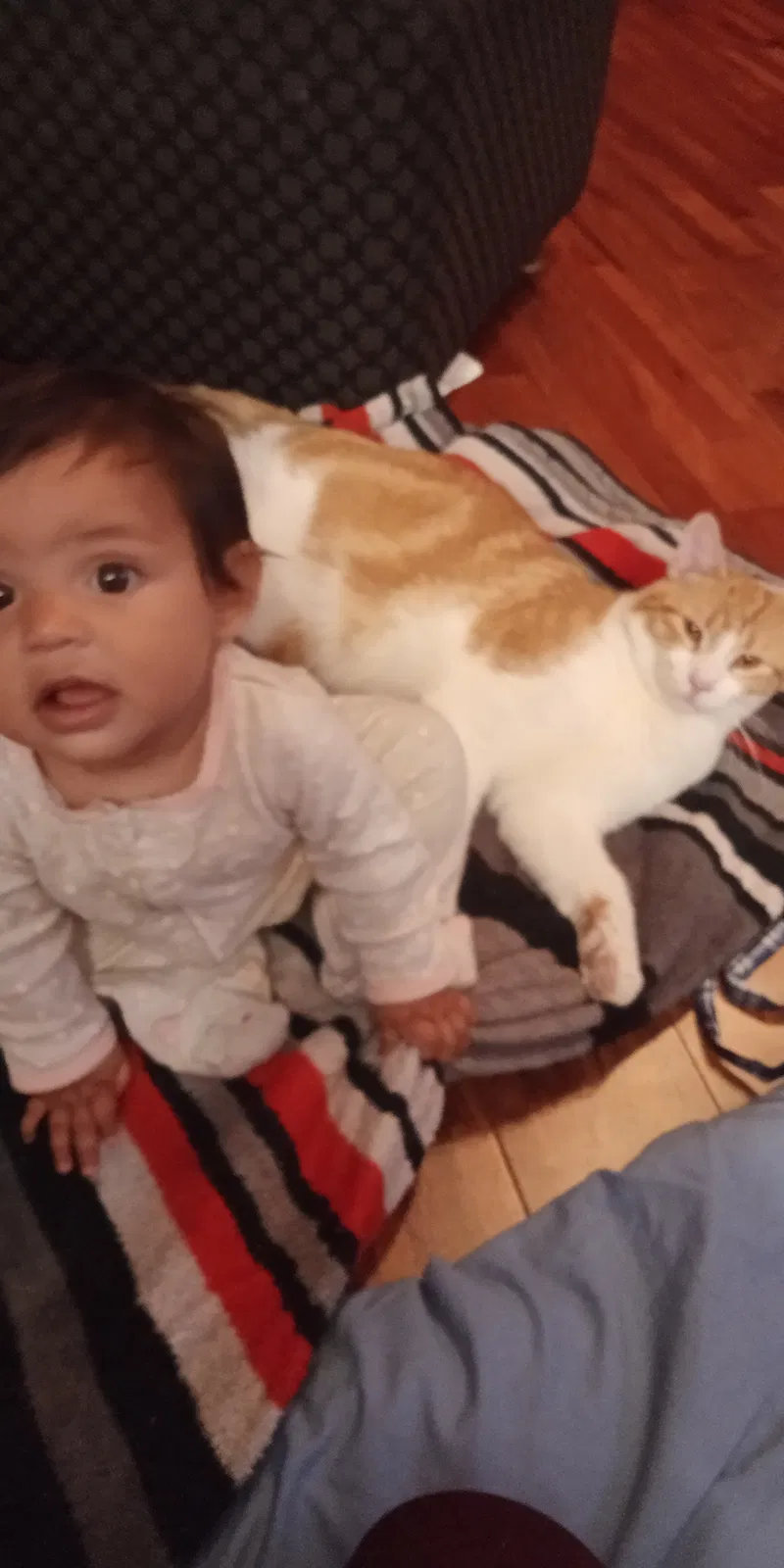 Lost cat in Minneapolis, MN, 55426