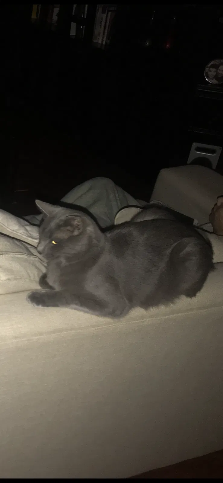 Lost cat in Glendale, AZ, 85307
