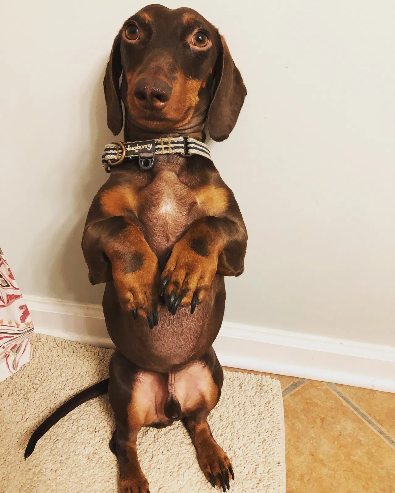 Lost dog in Athens, GA, 30606