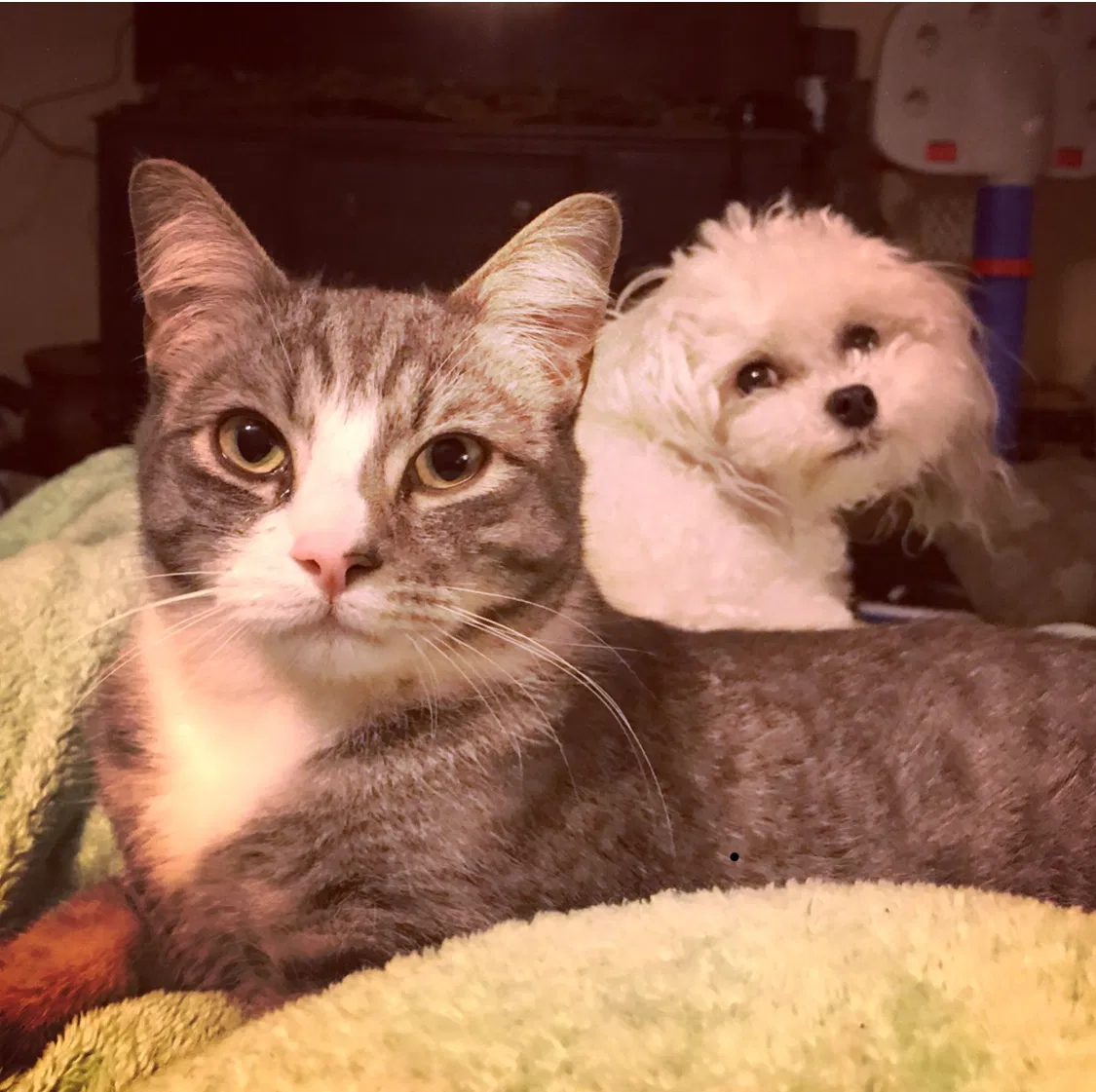 Lost cat in Chico, CA, 95928
