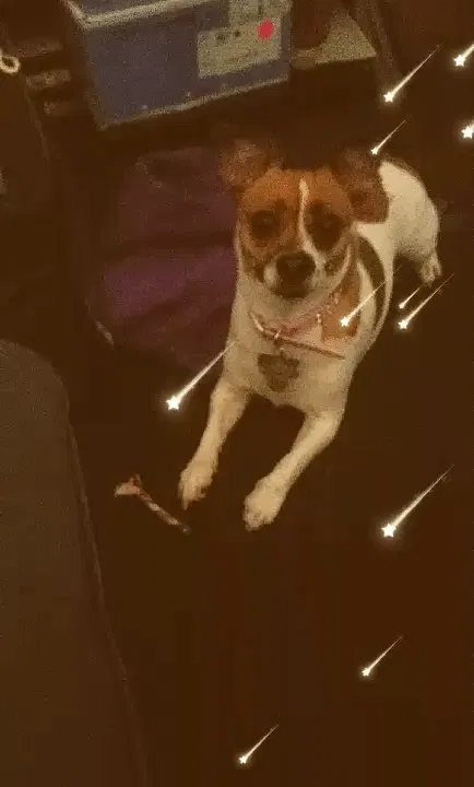 Lost dog in Coatesville, PA, 19320