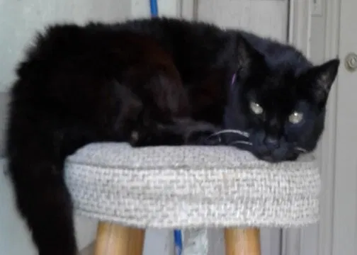Lost cat in Polk City, FL, 33868
