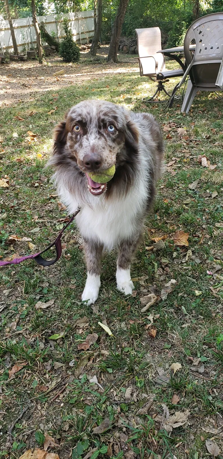 Lost dog in Cincinnati, OH, 45211