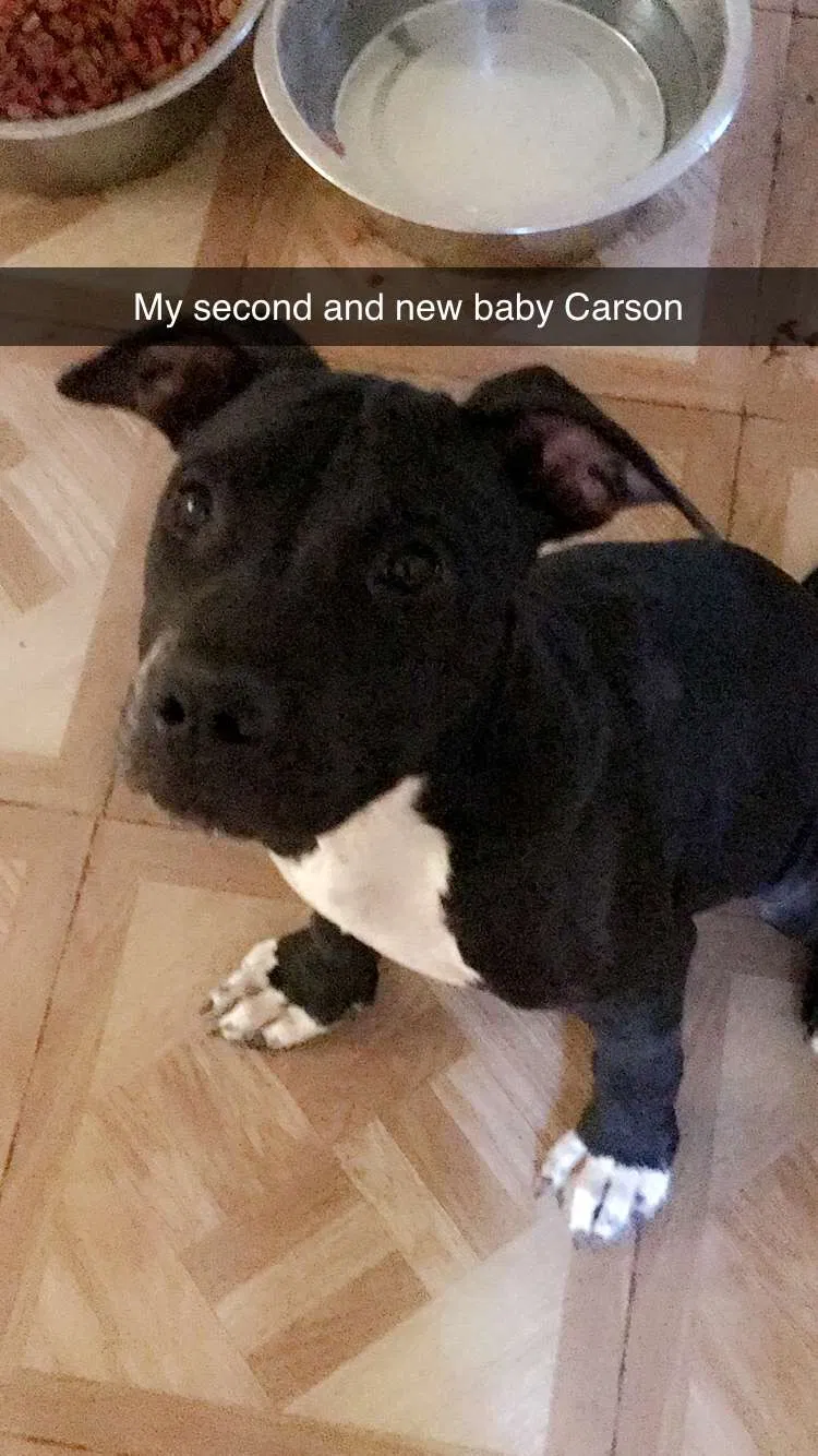 Lost dog in Las Cruces, NM, 88001