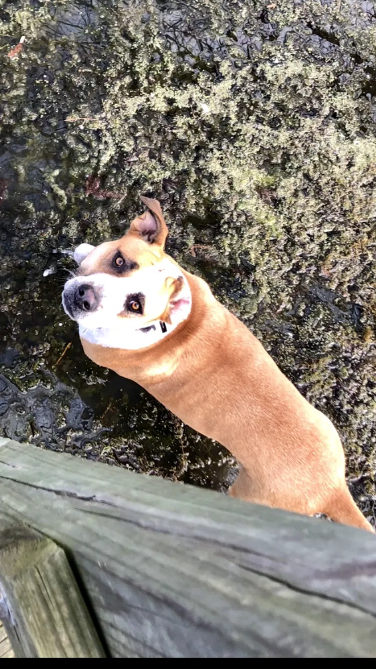 Lost dog in Carrizo Springs, TX, 78834