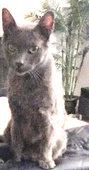 Lost cat in Austin, TX, 78728