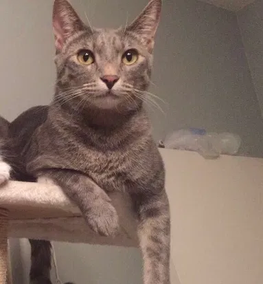 Lost cat in Avondale, AZ, 85323