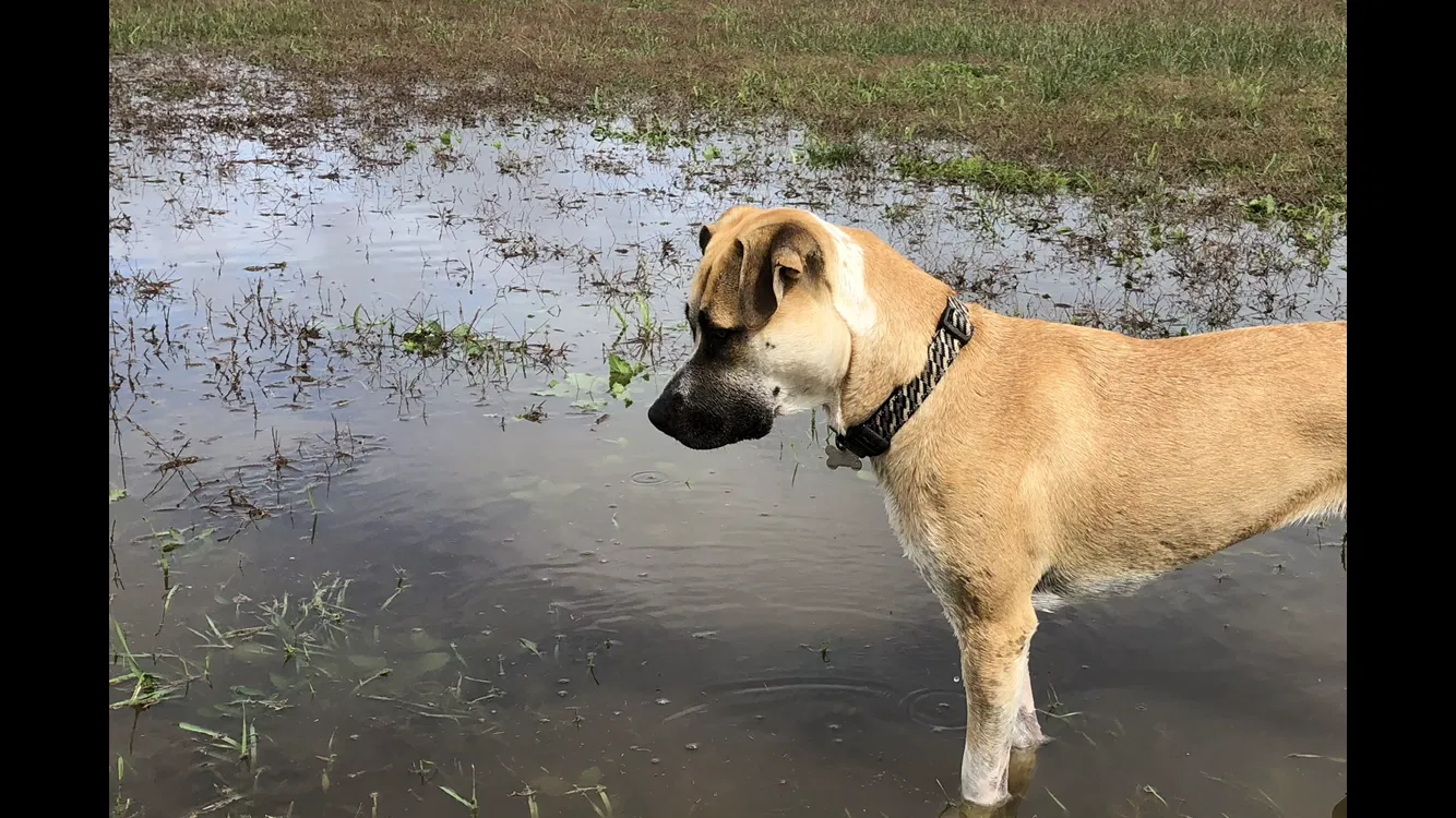 Lost dog in Carrizo Springs, TX, 78834