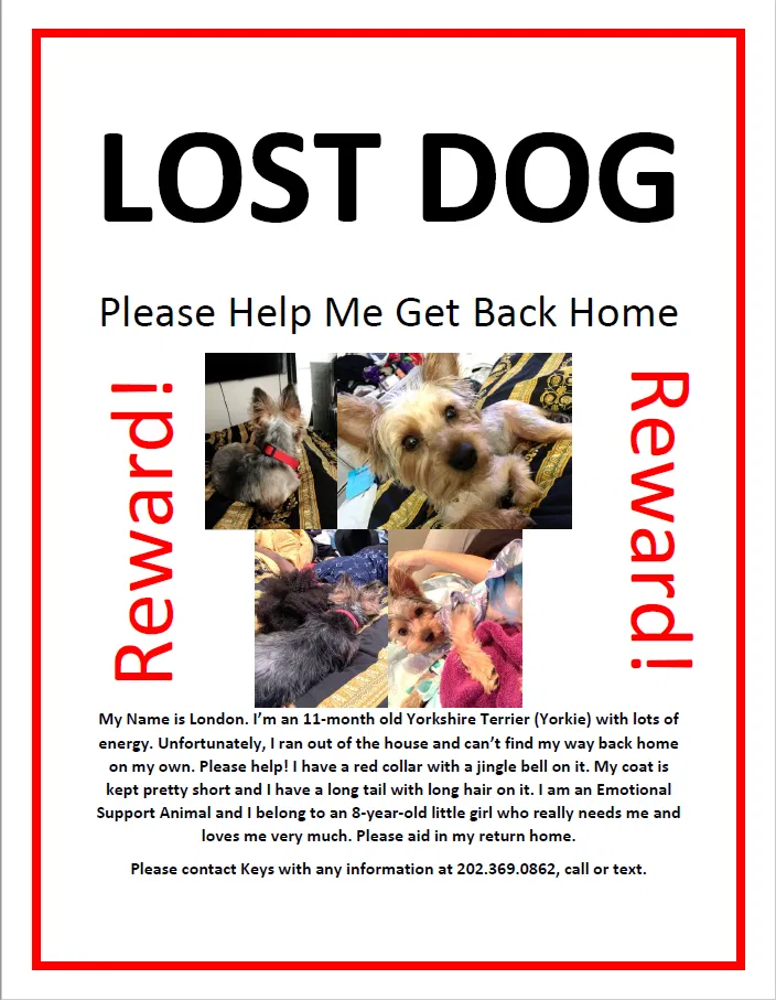 Lost dog in District Heights, MD, 20747