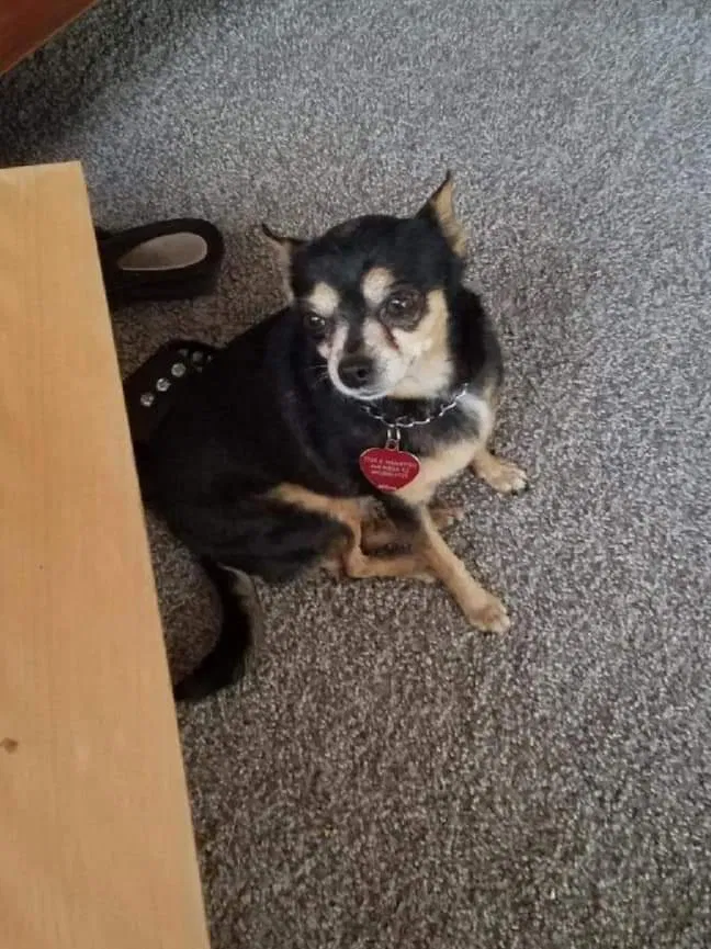 Lost dog in Mesa, AZ, 85208
