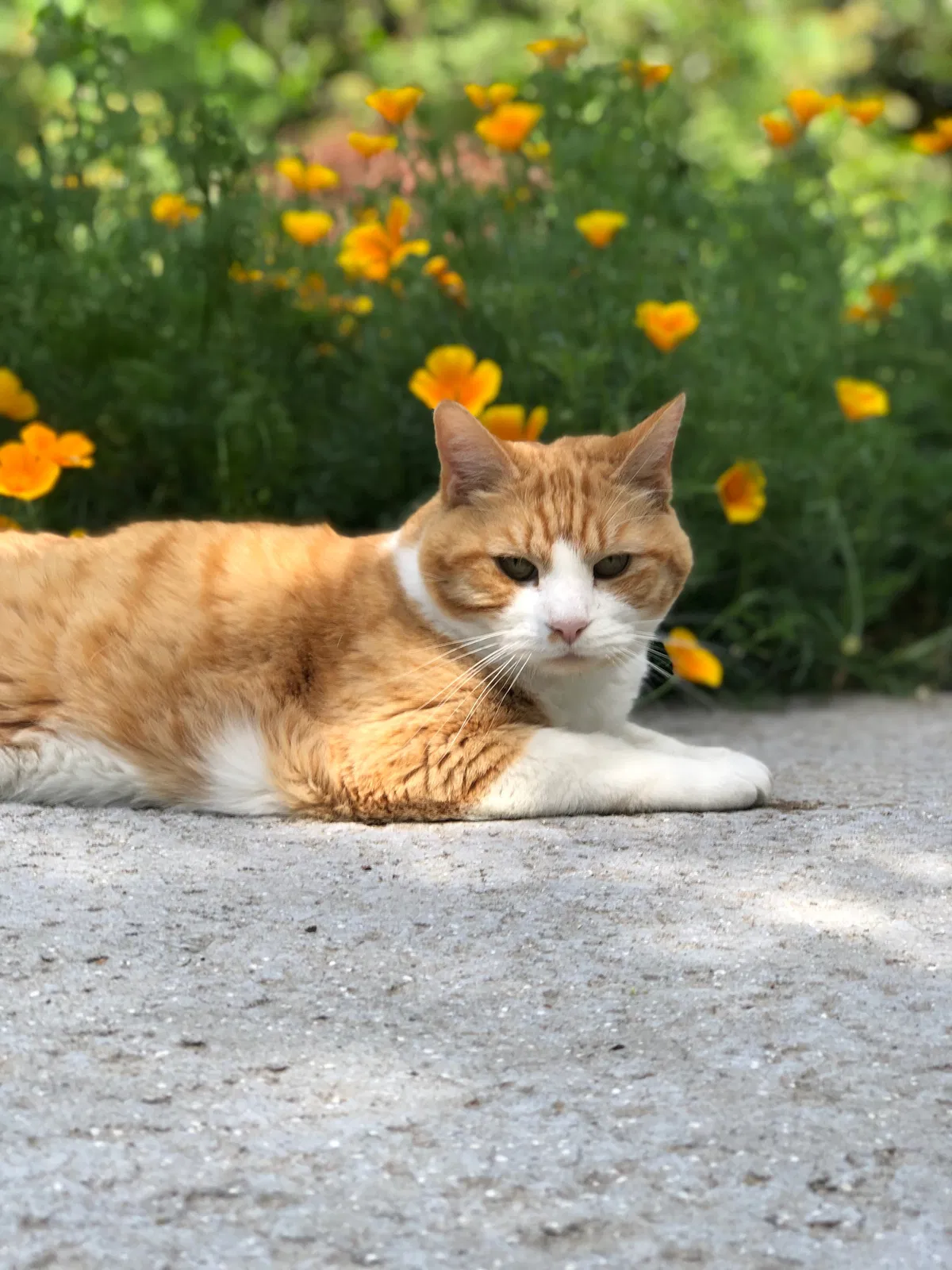 Lost cat in Chico, CA, 95926