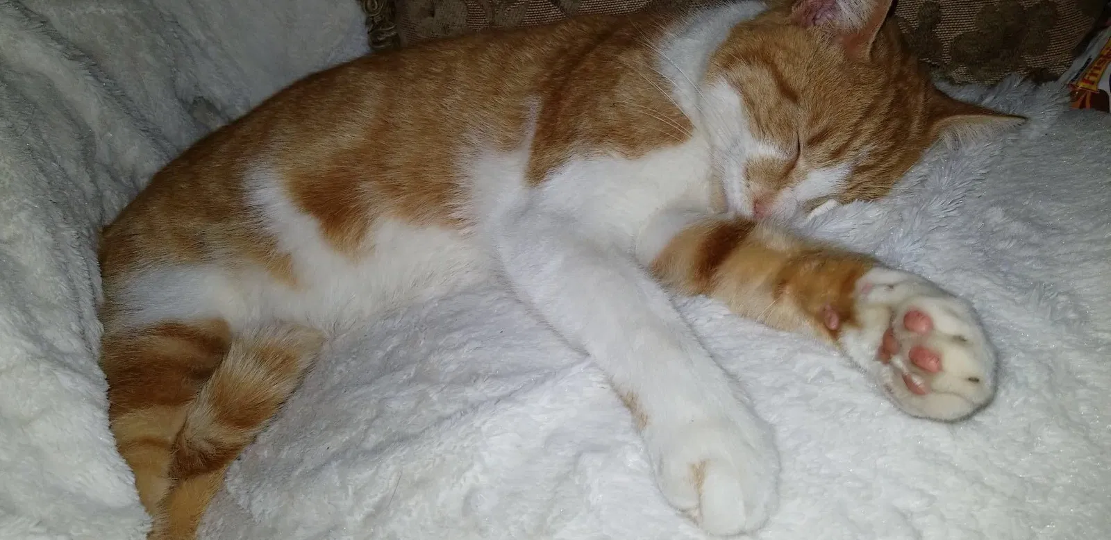 Lost cat in Auburn, CA, 95603