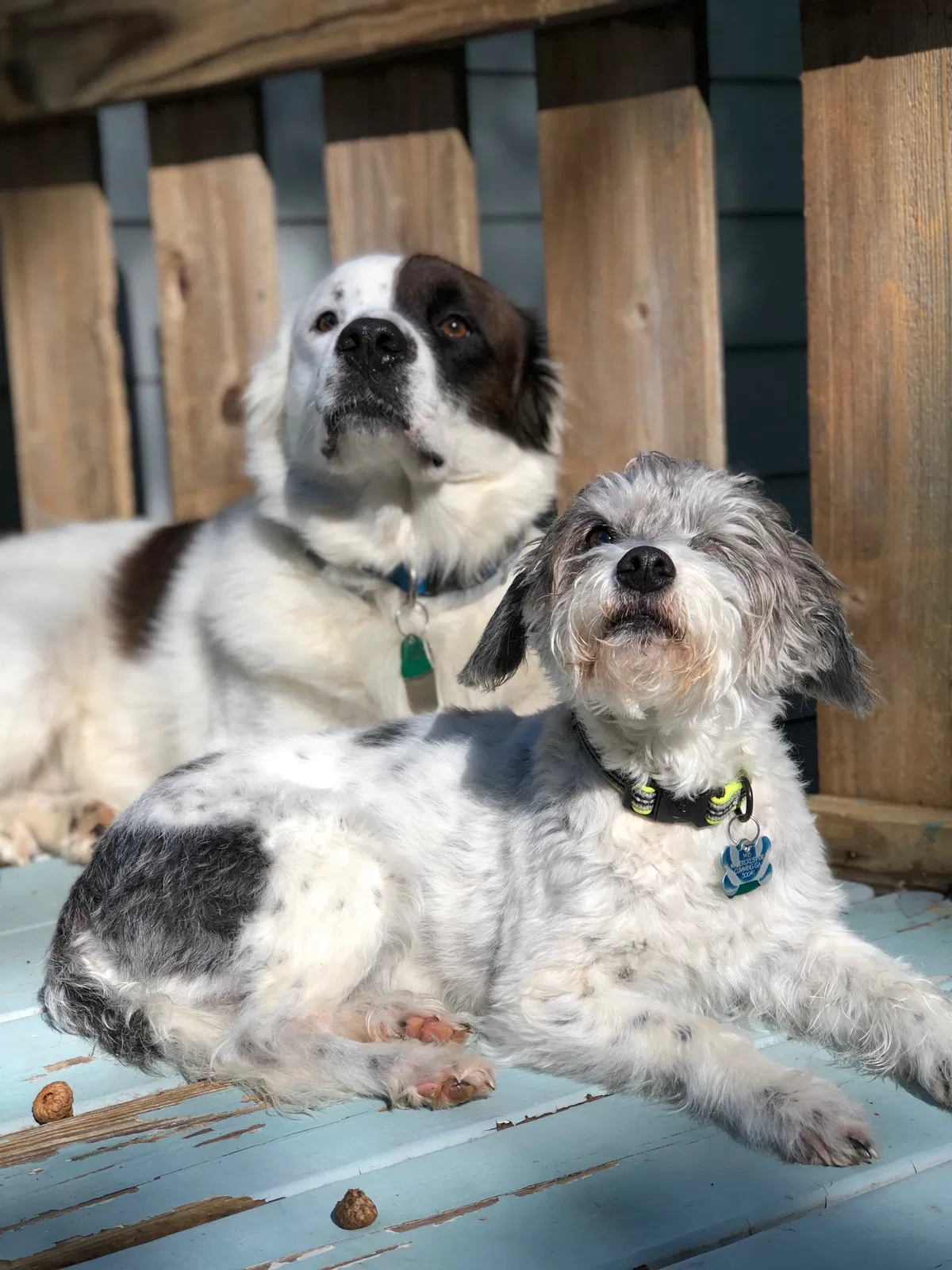 Lost dog in Cumming, GA, 30041