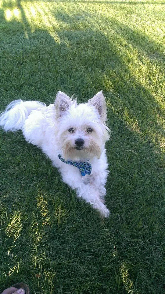 Lost dog in Phoenix, AZ, 85015