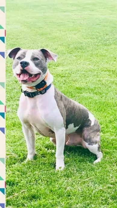 Lost dog in Lynchburg, OH, 45142