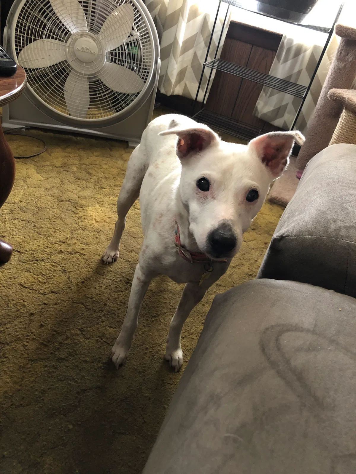 Lost dog in Saint Joseph, MO, 64505