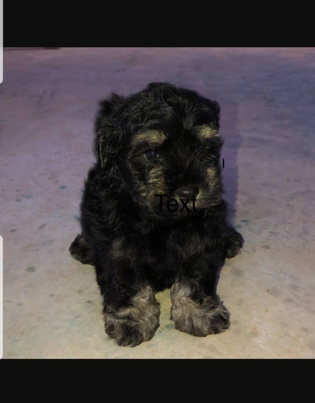 Lost dog in Odessa, TX, 79761