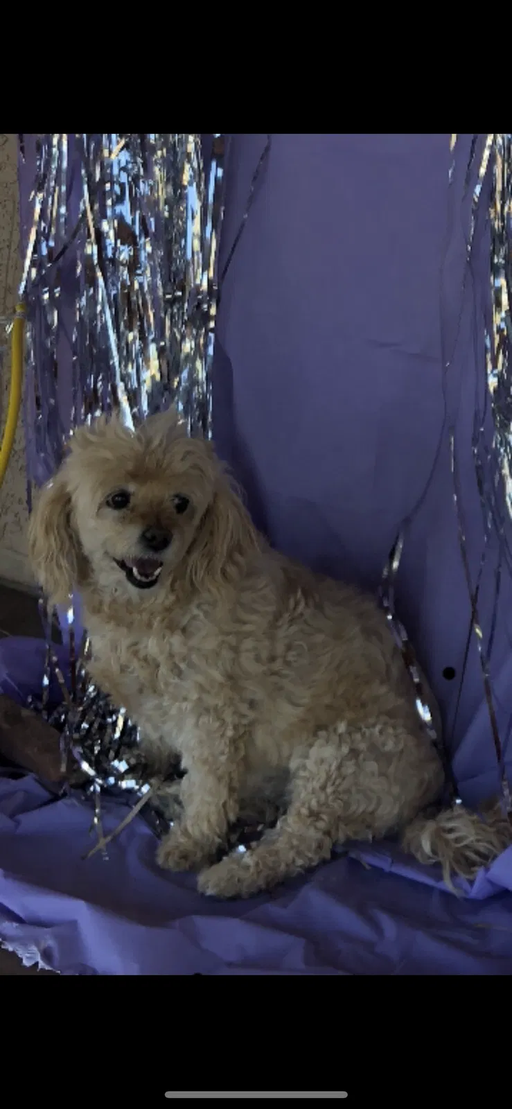 Lost dog in Litchfield Park, AZ, 85340