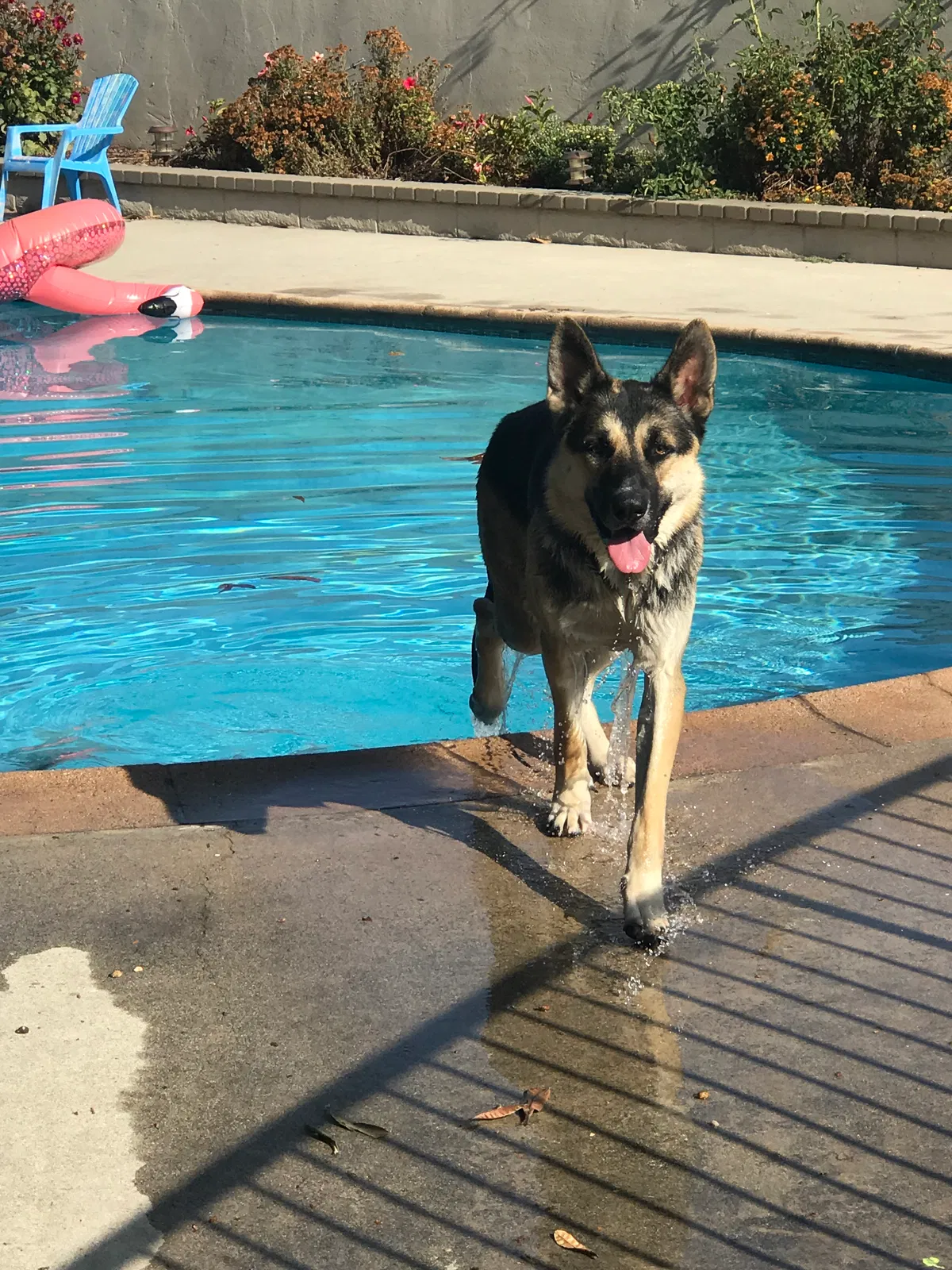 Found dog in Arcadia, CA, 91006