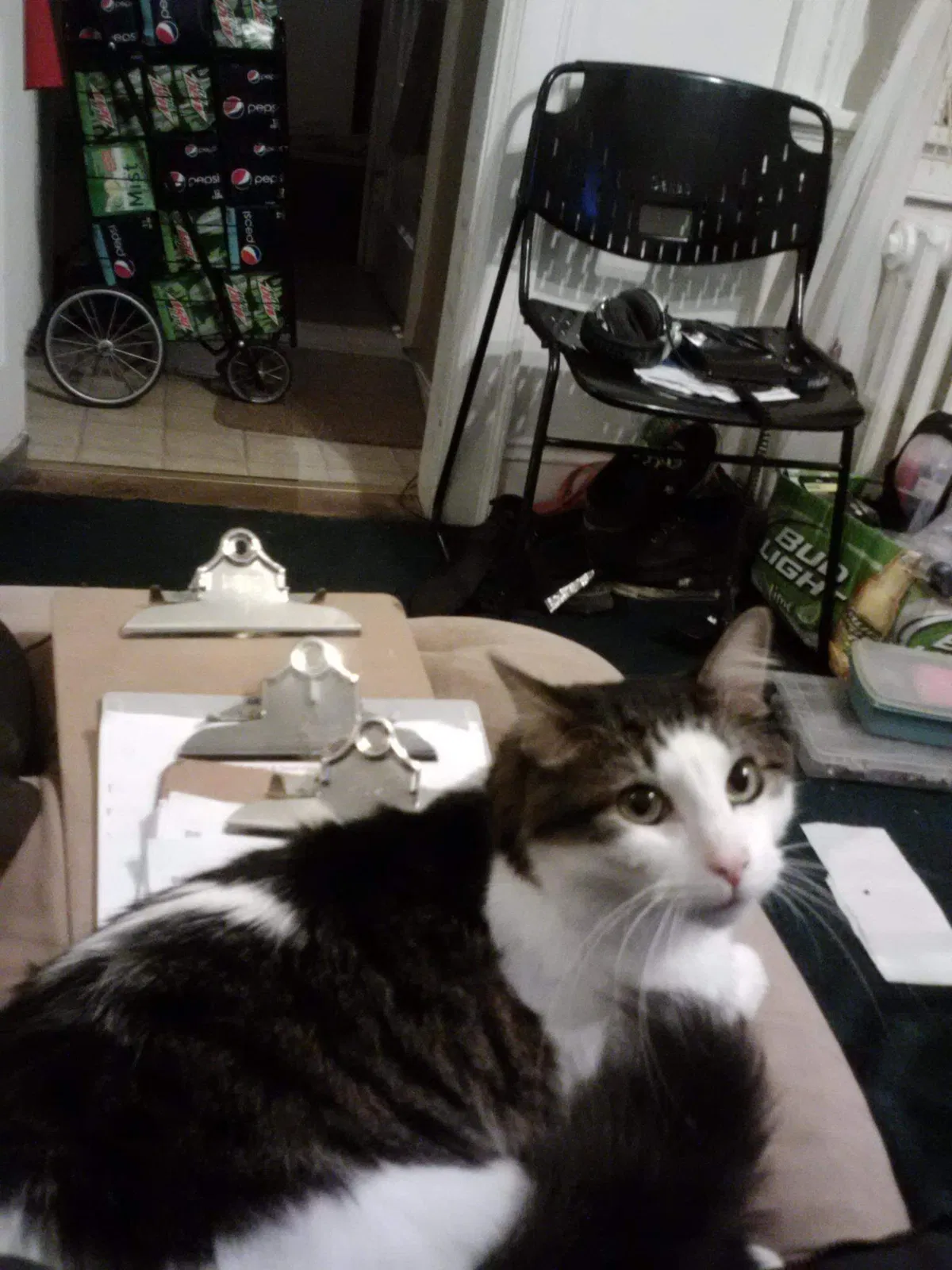 Lost cat in Lombard, IL, 60148