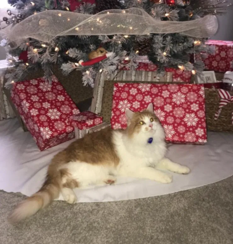 Lost cat in Batavia, OH, 45103