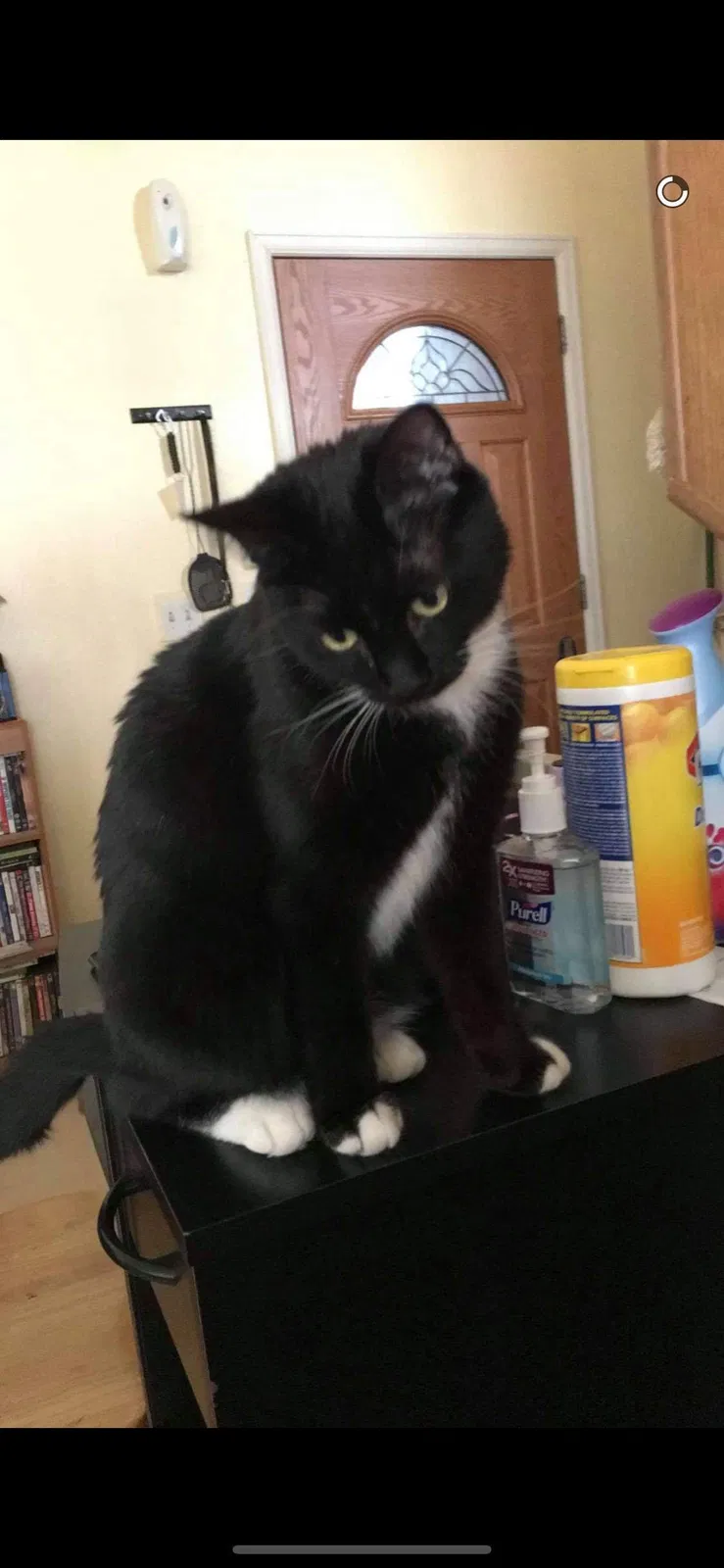 Lost cat in Colorado Springs, CO, 80902