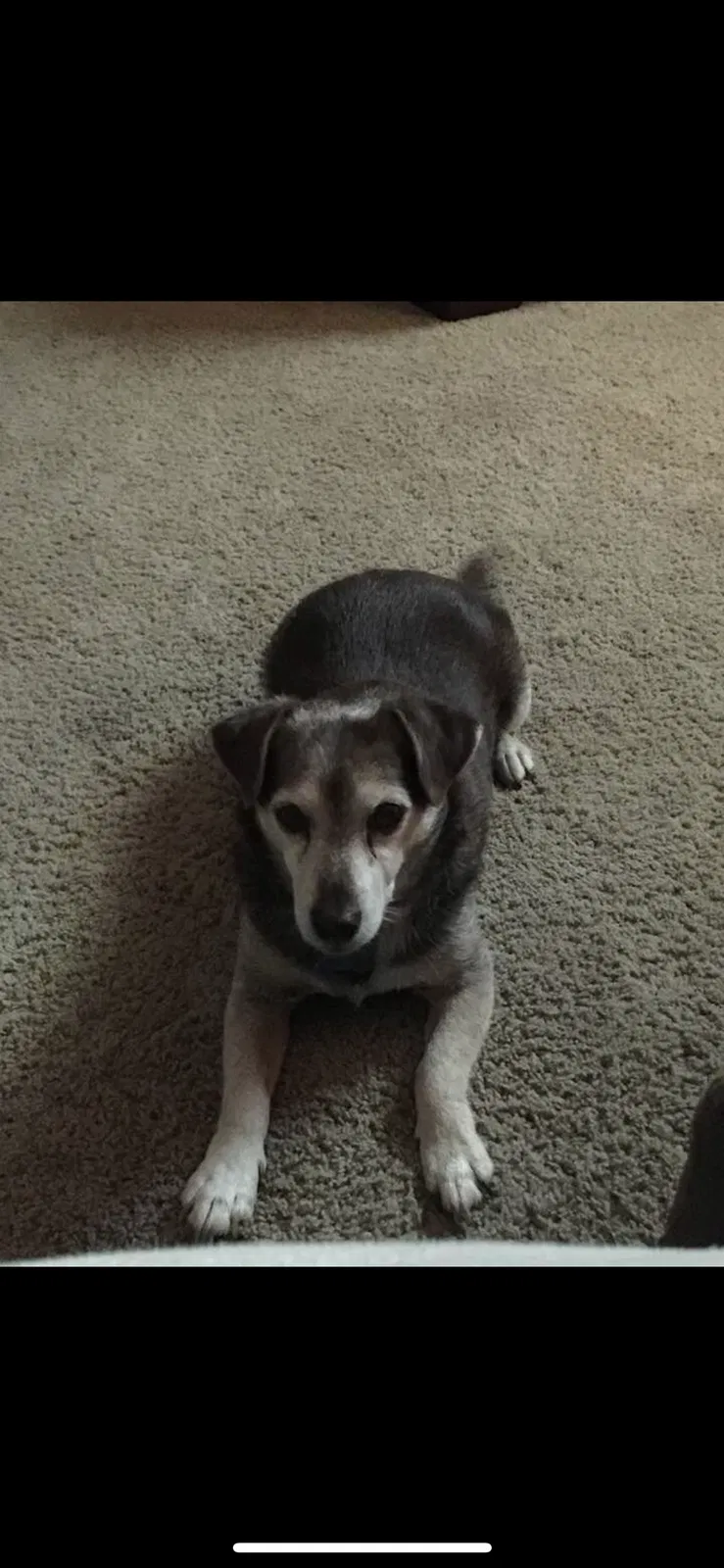 Lost dog in Carthage, NC, 28327