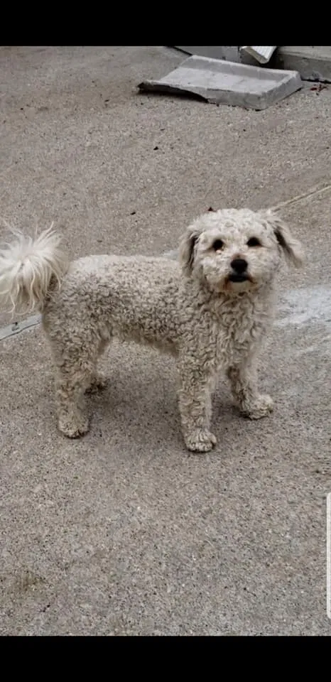 Lost dog in Lincoln Park, MI, 48146