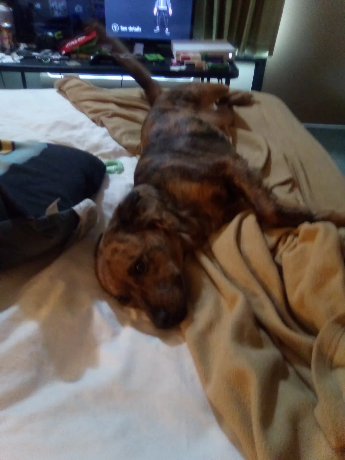 Lost dog in Branson, MO, 65616