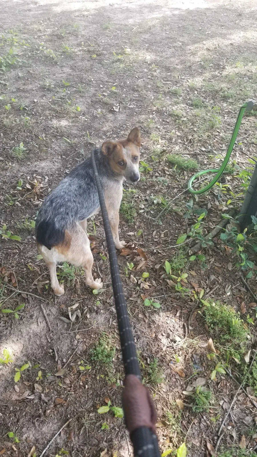 Lost dog in Shaftsbury, VT, 5262