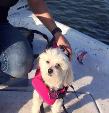 Lost dog in Oklahoma City, OK, 73116