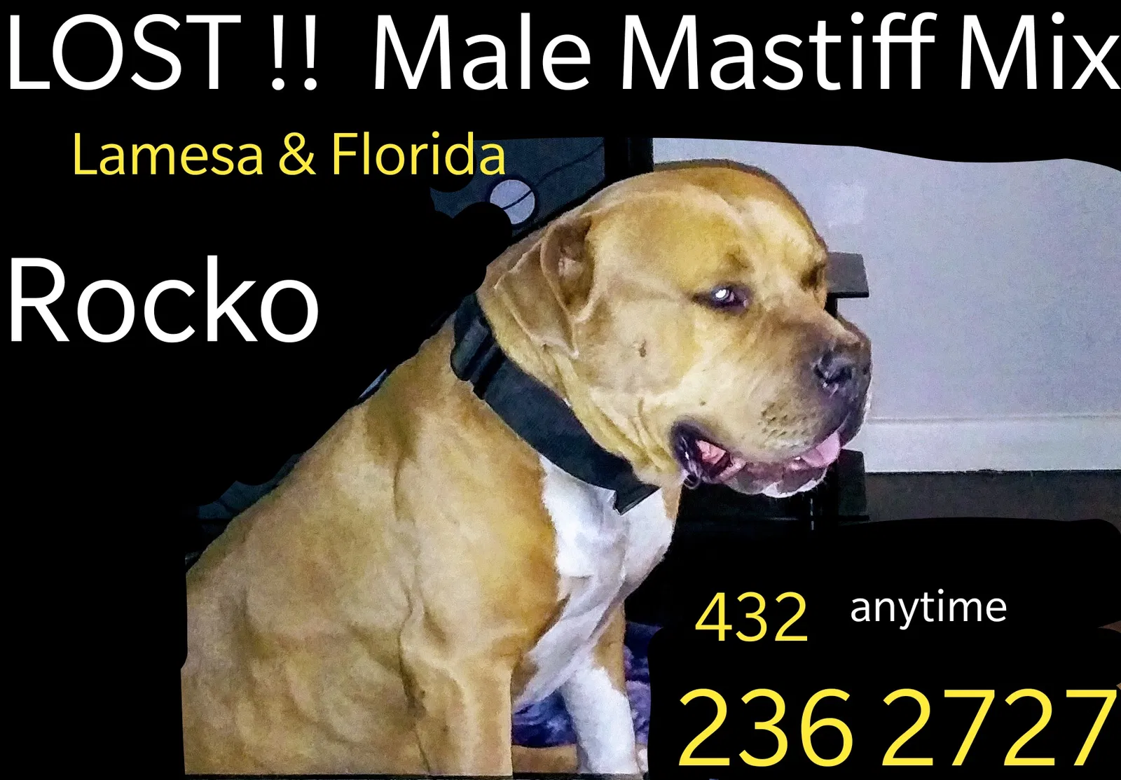 Lost dog in Midland, TX, 79701