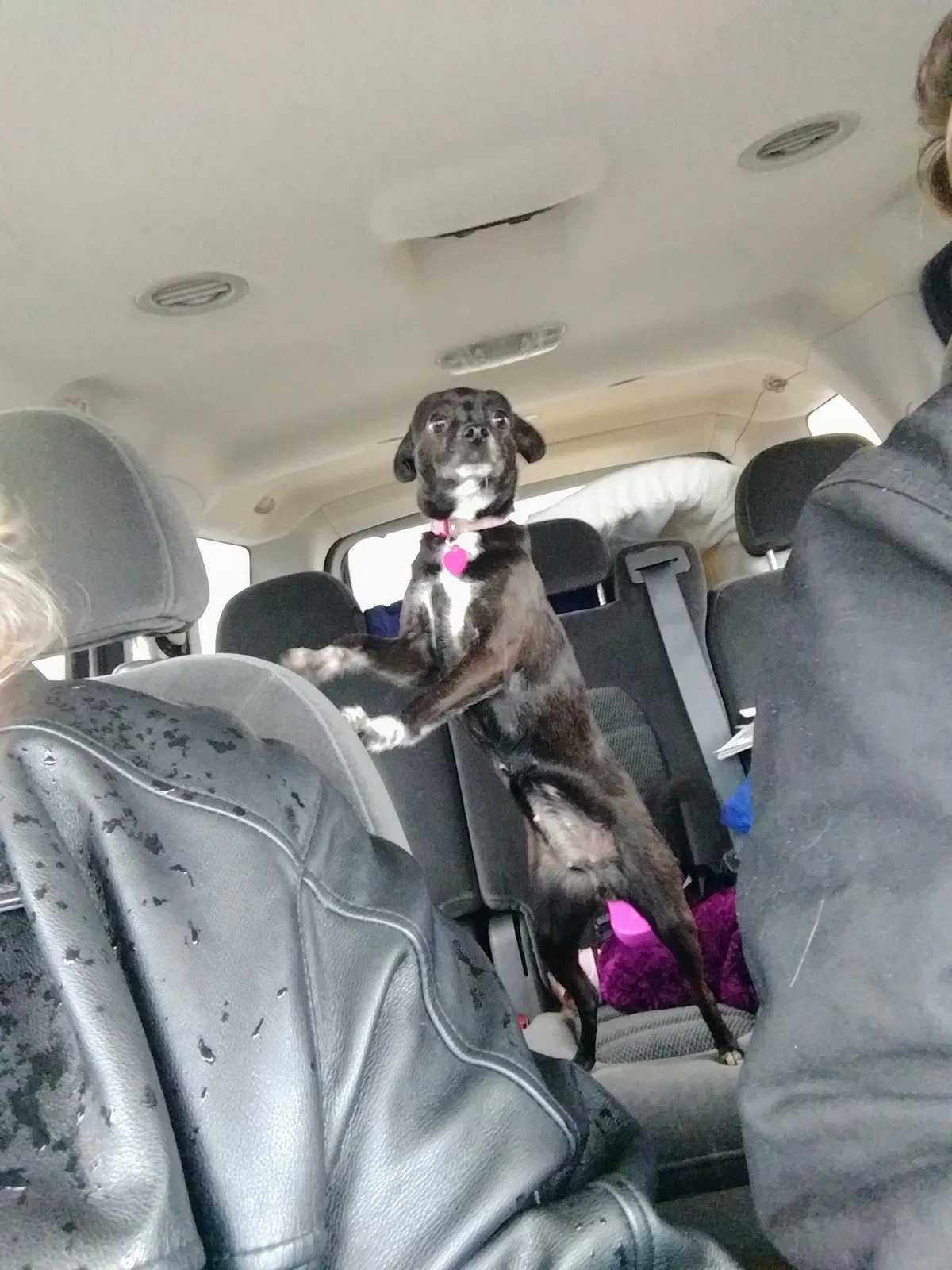 Lost dog in Linton, IN, 47441