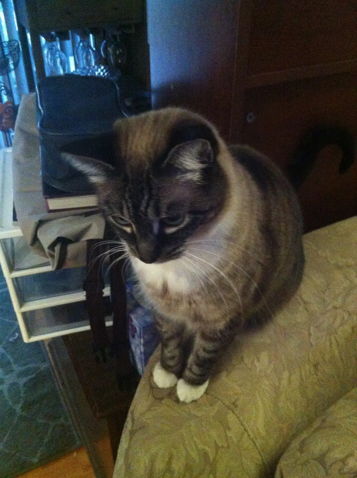Lost cat in Olympia, WA, 98506