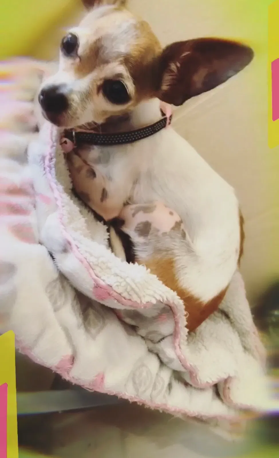 Lost dog in Odessa, TX, 79762